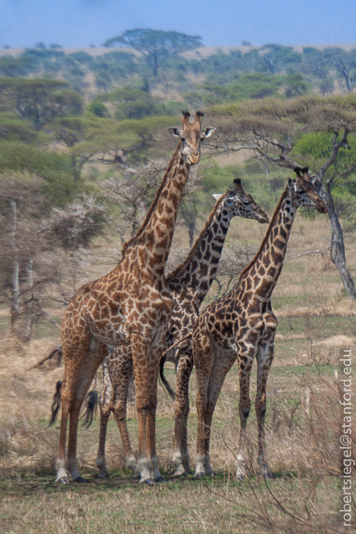 3 giraffe